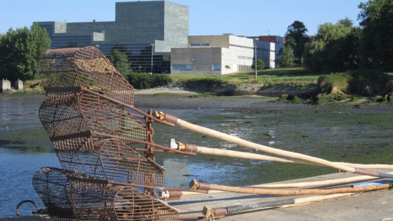 Los mariscadores de la ría de Ferrol completan una buena campaña de extracción de vieiras