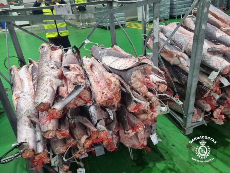 Decomisadas casi 25 toneladas de tiburón congeladas en un almacén frigorífico de Vigo