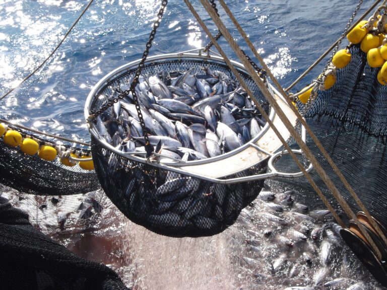 El sector pesquero reclama a ICCAT aumentar las cuotas para la UE y un control efectivo en el Atlántico