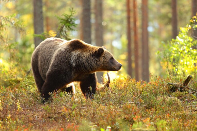 Rural.- La Xunta concede ayudas por más de 16.500 euros a siete productores para paliar daños del oso pardo