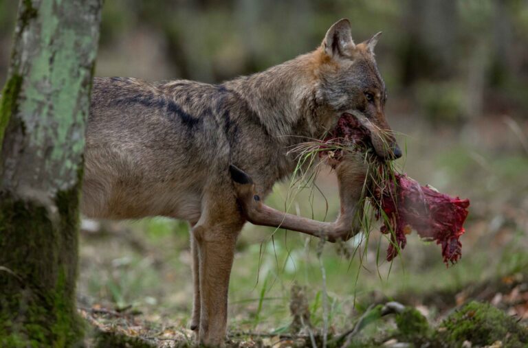 Rural.- La Xunta celebra que la CE abogue por rebajar la protección del lobo y pide que el Gobierno «tome nota»