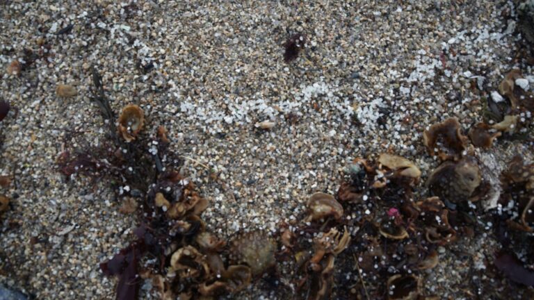 Aparecen pellets en las playas de Sanxenxo y continúan llegando a arenales de Arteixo (A Coruña) y Pontevedra