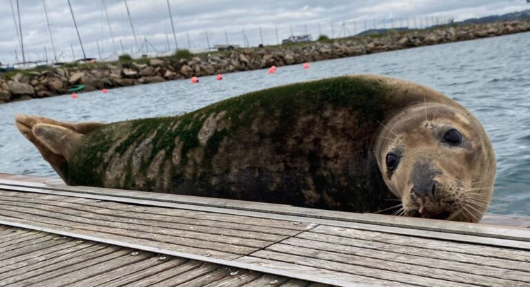 Aparece un lobo marino en A Coruña, una hembra grande que precisa «tranquilidad» y puede ser peligrosa