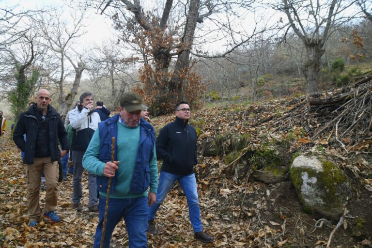 Rural.- Castañares tradicionales en O Bolo (Ourense) serán administrados por agrupaciones forestales de gestión conjunta
