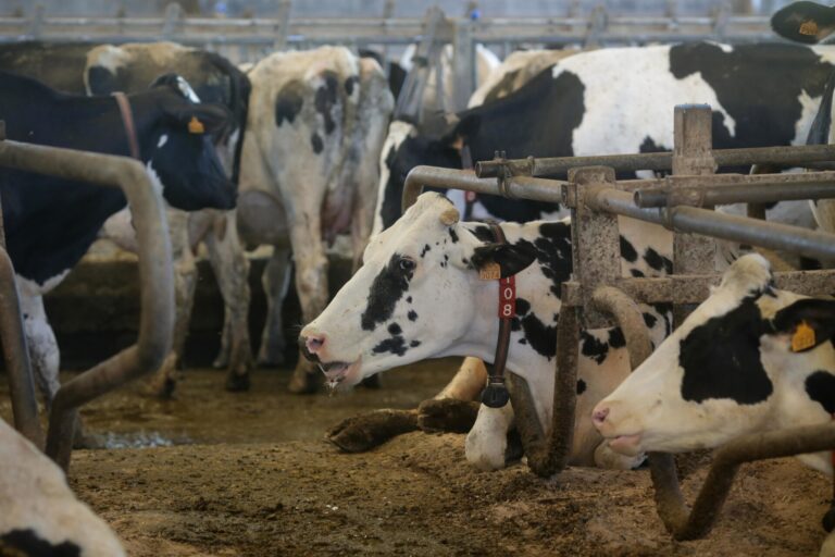 Los ganaderos gallegos cierran 2023 como los únicos que cobran menos de 50 céntimos por litro de leche