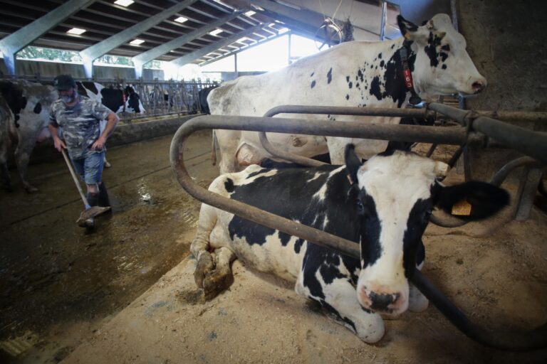 Rural.- Medio Rural: «En ningún caso compartimos que la leche gallega tenga un precio más bajo que otras comunidades»