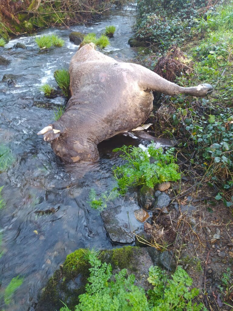 Ecologistas denuncian a presencia de reses muertas en un arroyo, cerca de la captación de la traída de augas de Boiro