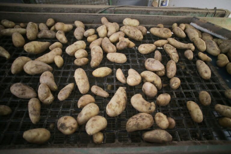 La Xunta ve contención de la plaga de la patata «previa a erradicación», aunque crece en Abegondo, Carral y Fene