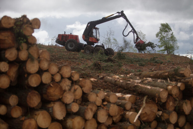 Las cortas forestales van al alza en Galicia, con casi la mitad realizadas por pensionistas