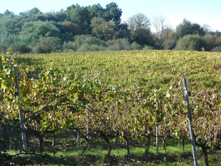 Investigadores de la UVigo proponen nuevas estrategias para la gestión sostenible de residuos vitivinícolas