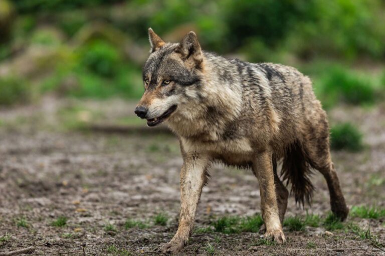 El Senado pide al Gobierno la salida del lobo del listado de especies silvestres protegidas