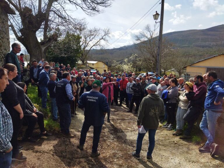 Rural.- La Xunta procede a marcar a 40 vacas de una granja de Manzaneda para su sacrificio pese a protestas de ganaderos