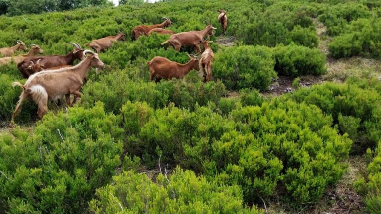 Rural.- Usar cabras para limpiar montes con tendidos eléctricos ofrece ventajas frente a roza mecánica, según un estudio
