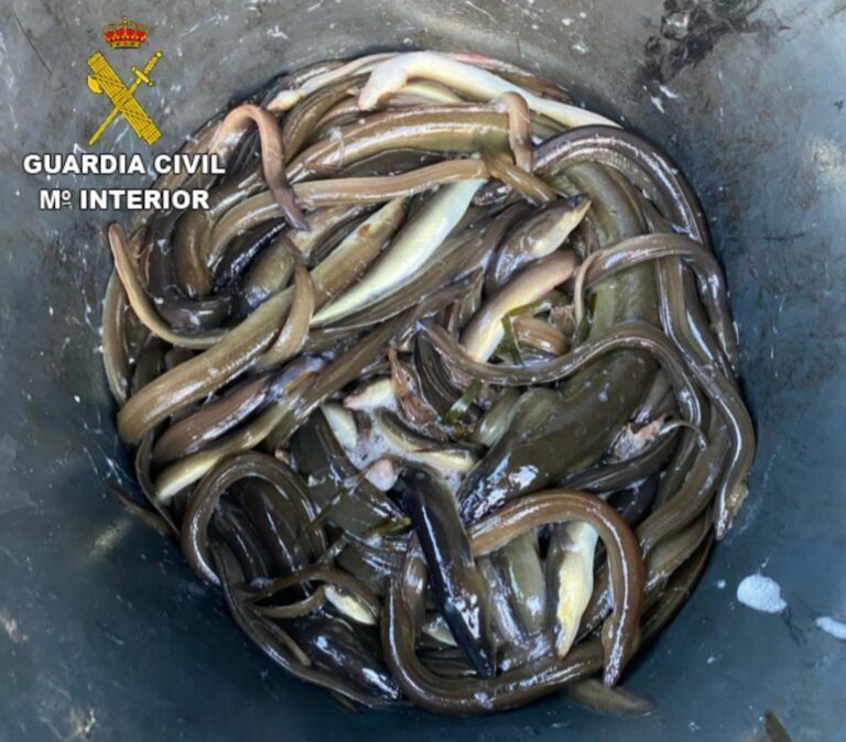 Pesca.- Investigado un vecino de Ponte Sampaio (Pontevedra) por capturar 10 kilos de anguilas en veda y sin licencia