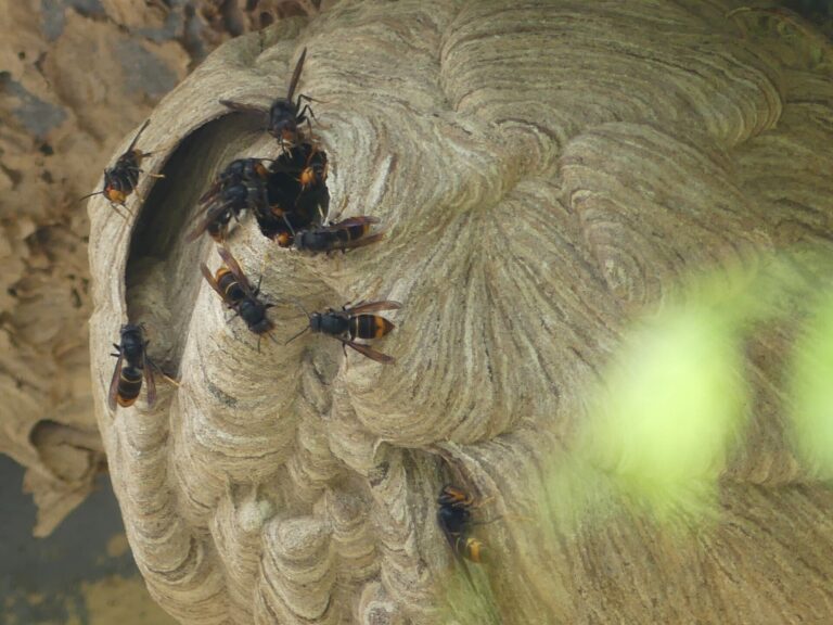Rural.- Un estudio de la UDC destaca el «buen rendimiento» de las mallas para proteger viñedos de la avispa asiática