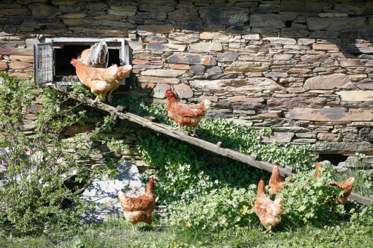 Rural.- UU.AA. critica el uso «exclusivamente telemático» de las comunicaciones del registro de aves de corral