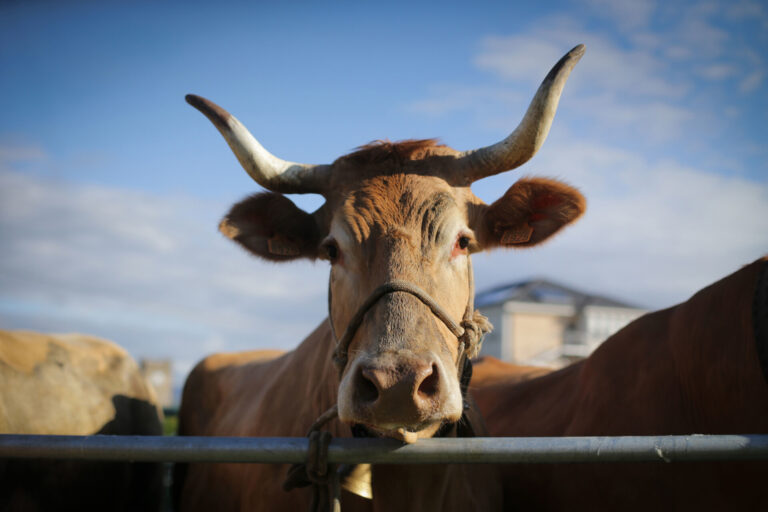 Rural.-La Xunta defiende que el sacrificio de 40 vacas en Manzaneda «cumple» la normativa y pide «no hacer demagogia»