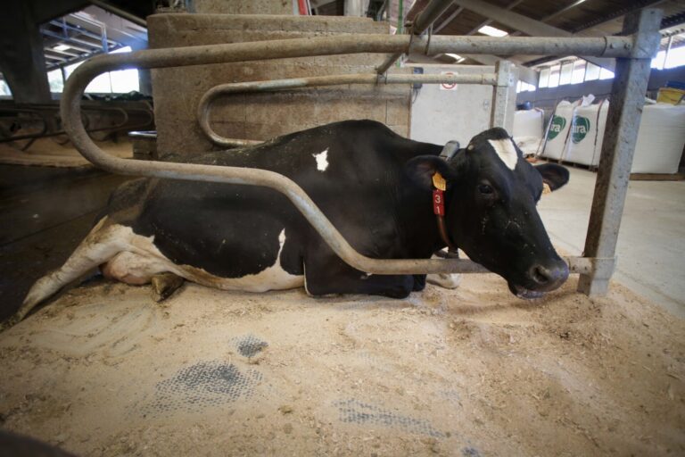Rural.- El precio de la leche en Galicia baja a los 49 céntimos en febrero y aumenta la brecha con la media española