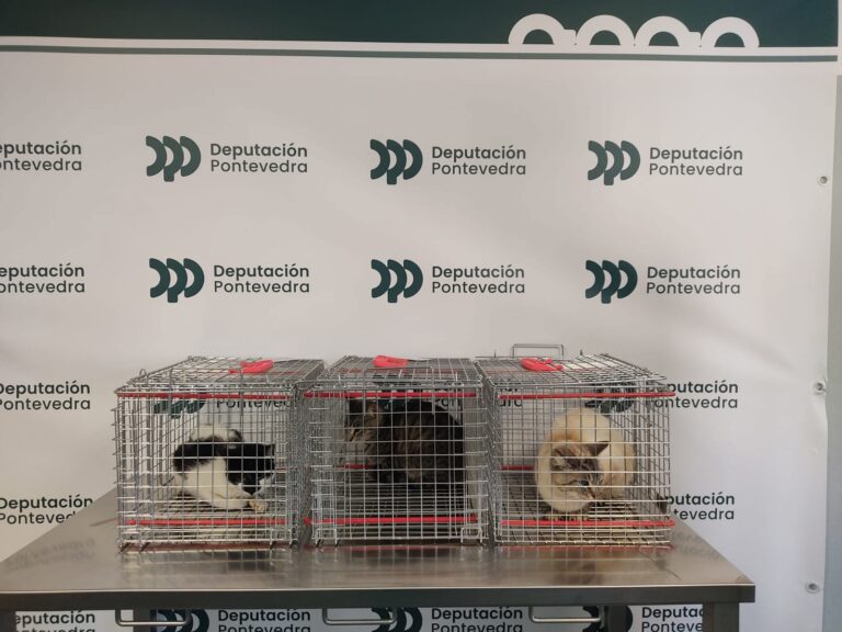 La Diputación de Pontevedra comienza con las esterilizaciones de gatos incluidas en el programa de Colonias Felinas