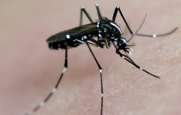 Moaña (Pontevedra) ultima una campaña de medidas preventivas contra el mosquito tigre tras detectarse ya en Tirán