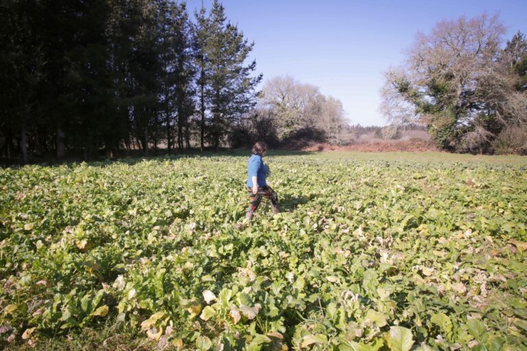 Rural.- El agro gallego ve que «las movilizaciones dieron frutos» al eximir la PAC de sanciones a pequeños agricultores