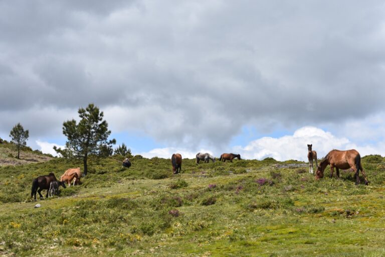 Convocan una movilización este sábado en Pontevedra para protestar por la amenaza de los eólicos a la «vida rural»