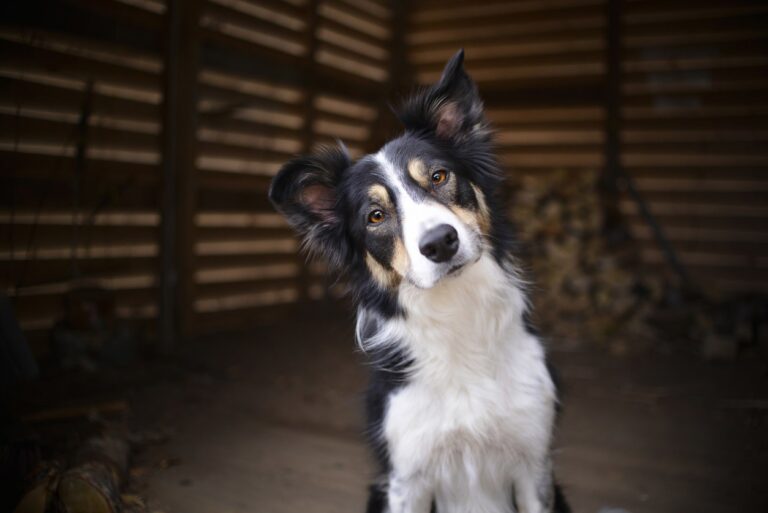 El plazo para pedir ayudas de la Xunta para gatos de adopción de animales abandonados abre este jueves