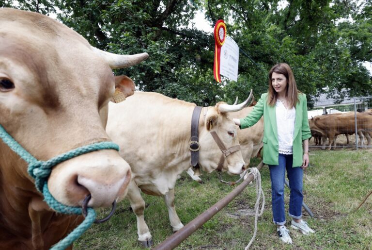 Rural.- La conselleira do Medio Rural reivindica la conservación y promoción de la Raza Rubia Galega