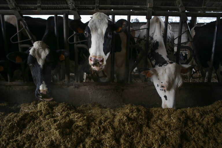 El TS desestima el recurso de la industria láctea y avala que el precio cubra costes de producción