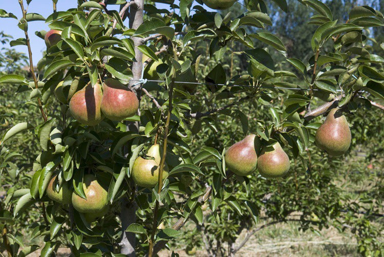 Manzanas, naranjas y peras, los tres alimentos con el IVA rebajado que más subieron de precio en julio