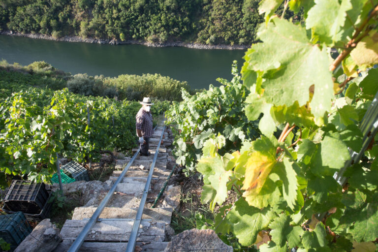 UU.AA. critica la «inacción» de la Xunta ante la acumulación de stock en la Denominación de Origen Ribeira Sacra