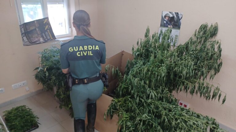 Detenido un ourensano de 29 años al que agentes de vigilancia de incendios descubrieron 550 plantas de marihuana