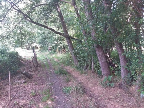 La Confederación Hidrográfica del Miño-Sil inicia los trabajos de conservación del río Grañal, en Pereiro de Aguiar