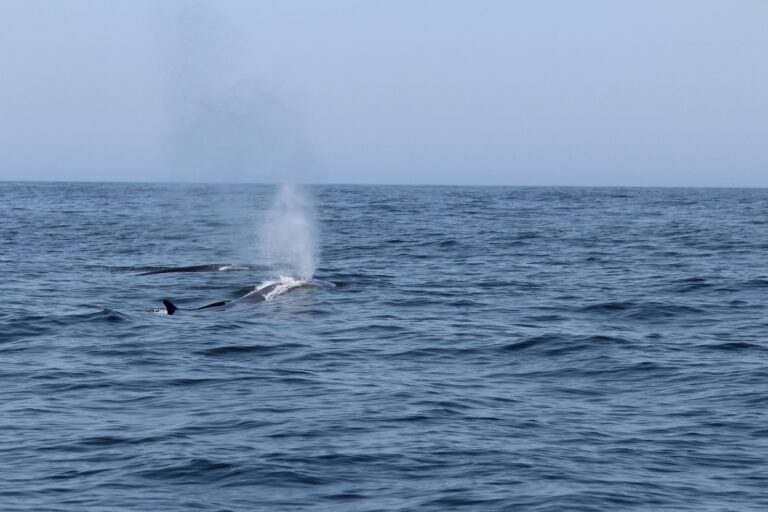 Divisan 15 ballenas comunes cerca de las Illas Sisargas, en un mes que registra varios avistamientos de esta especie