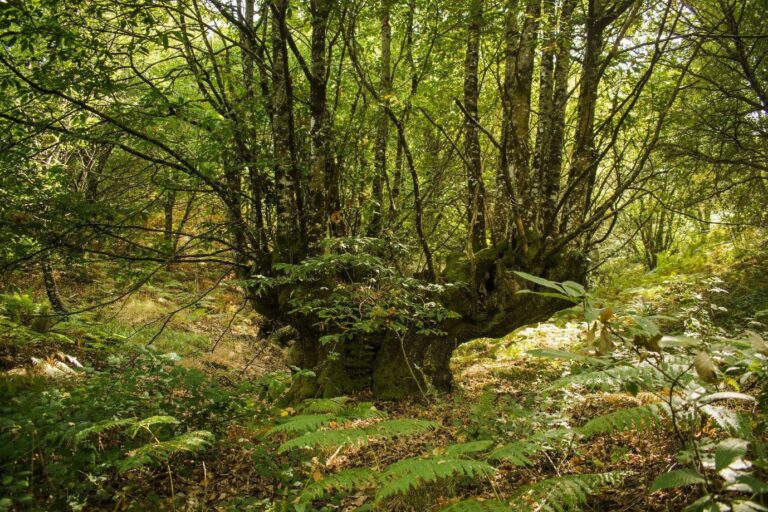 Rural.- La Xunta convoca ayudas para tecnologías forestales y comercialización de productos