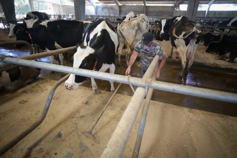 Rural.- Unións Agrarias lamenta que los ganaderos gallegos «sean rehenes» de la guerra comercial entre la UE y China