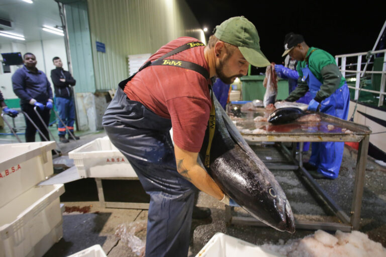 La costera del bonito avanza en Burela con menos kilos, más facturación y una mejora del 10% en el precio medio