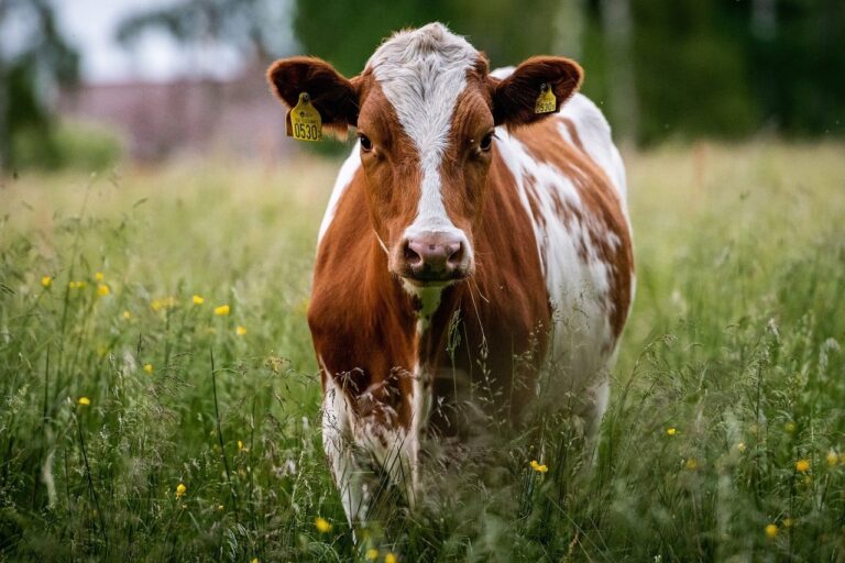 Rural.- La Xunta declara nueve focos de enfermedad hemorrágica en explotaciones de Lugo, Ourense y Pontevedra