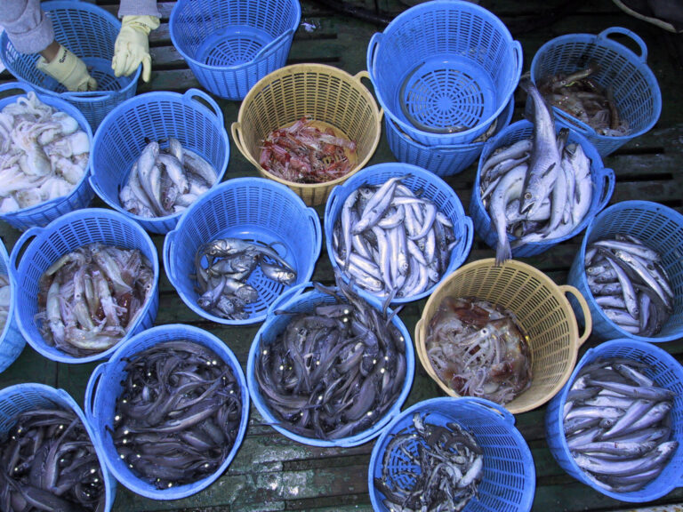 Pesca.- Investigadores del IEO-CSIC parten este sábado de Vigo en una nueva campaña de estudio de especies