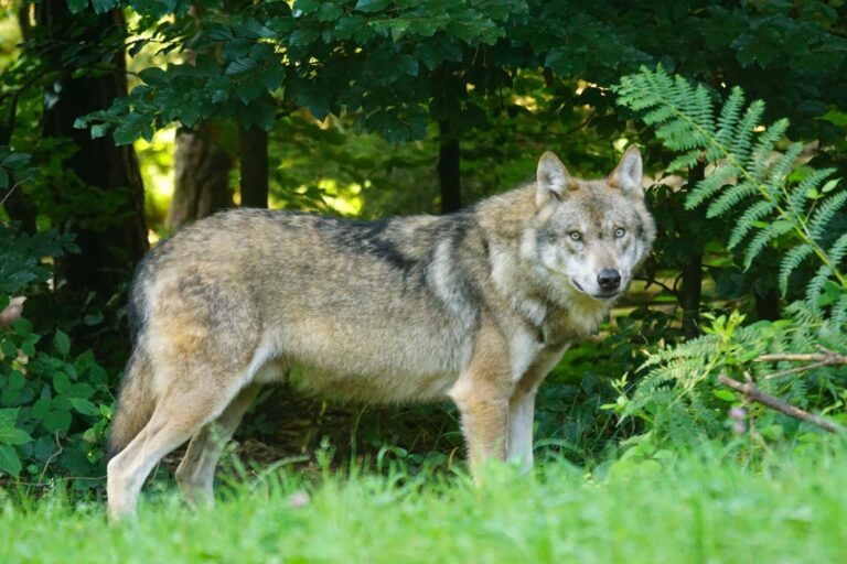 Galicia urge al Gobierno ayudas para los ganaderos por los daños ocasionados por el lobo