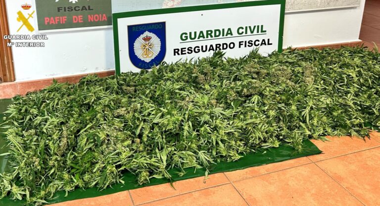 Investigan a un vecino de Noia (A Coruña) tras localizar una plantación de marihuana en una finca anexa a su domicilio