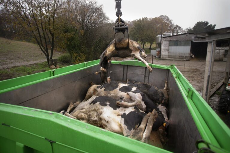 Rural.- El Gobierno destina 23 millones en ayudas para combatir enfermedades animales, incluidos 15 millones para la EHE