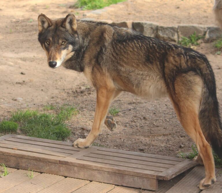 La UE da el primer paso para rebajar el estatus de protección del lobo por el aumento de ataques al ganado