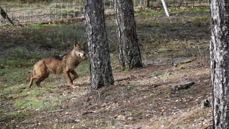 La Xunta cree que la UE pone «cordura» con la rebaja de protección del lobo y urge al Gobierno a hacer lo mismo