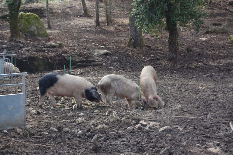 Rural.-El Parlamento pide al Estado que proteja el porcino gallego frente a la investigación ‘antidumping’ de China