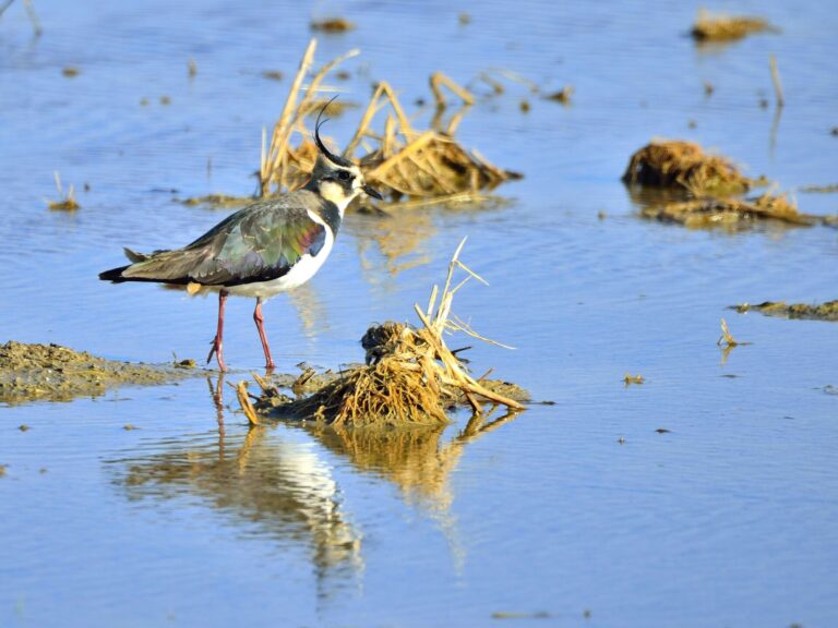 La Xunta prohíbe cazar las aves cerceta, agachadiza y avefría tras mandato judicial