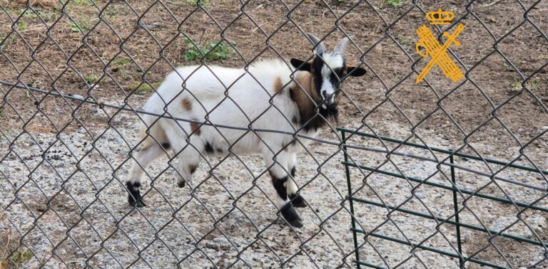 Investigan a un vecino de Lugo por un delito de maltrato animal al no atender la rotura de una pata de su cabra