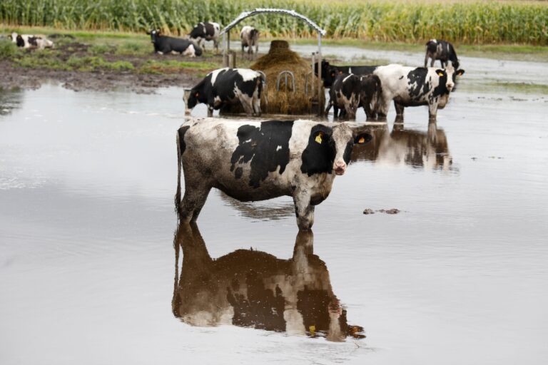 Rural.- Unións Agrarias reclama ayudas directas ante la pérdida del 60% del forraje por el impacto del temporal Kirk