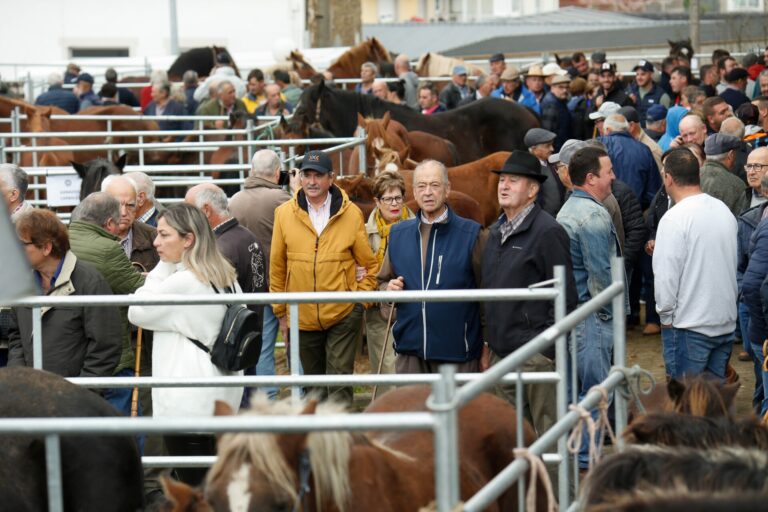 La feria de ganado de As San Lucas en Mondoñedo, la más antigua de Europa, reúne a más de un millar de caballos