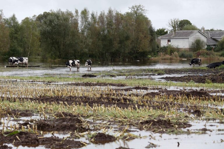 Los daños de Kirk ascienden a cerca de 3.800 hectáreas con seguro en Galicia, con mayor afectación en A Coruña